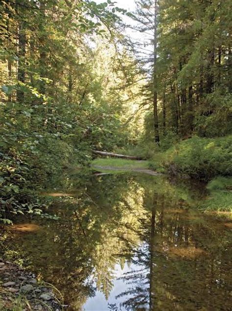 Navarro River Redwoods State Park Visit Mendocino County