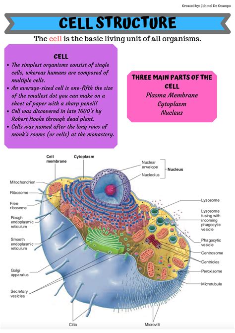 Solution Practice Test Anatomy And Physiology The Human Cell