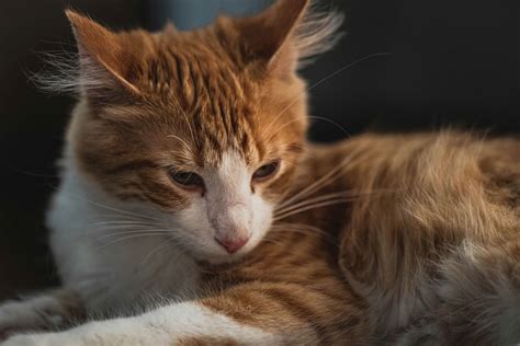 11 Best Cat Photography Tips To Improve Your Pet Photography