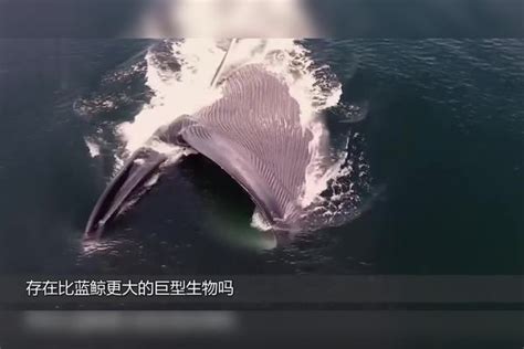 在大海深处，存在比蓝鲸更大的巨型生物吗？听听专家怎么说蓝鲸生物大海