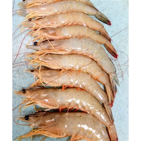 Jual Jual Promo Udang Jerbung Size Besar 20 25 Shopee Indonesia