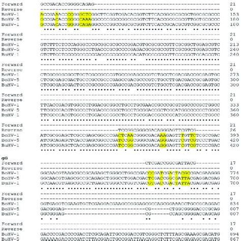 Dna Sequence Alignment For The Portions Of Gd Ge And Gg Genes