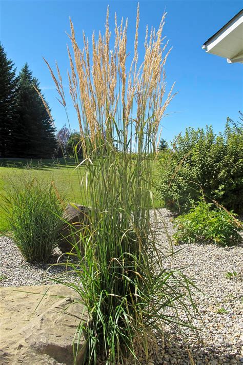 Landscaping Articles Karl Foerster Feather Reed Grass The Landscape Artist Calgary