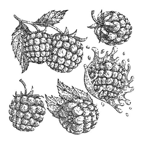 Premium Vector Raspberry Fruit Set Sketch Hand Drawn Vector