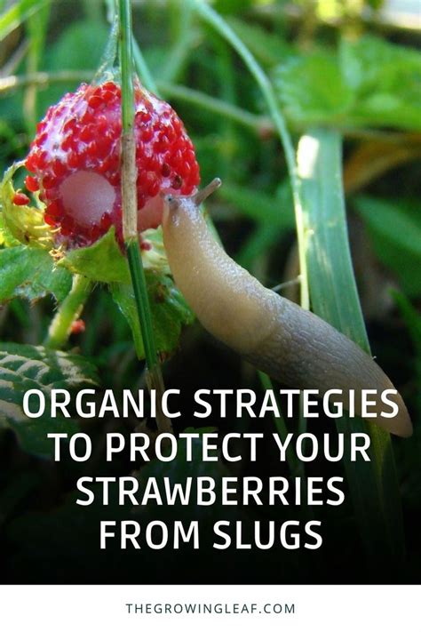 Organic Strategies To Protect Your Strawberries From Slugs In