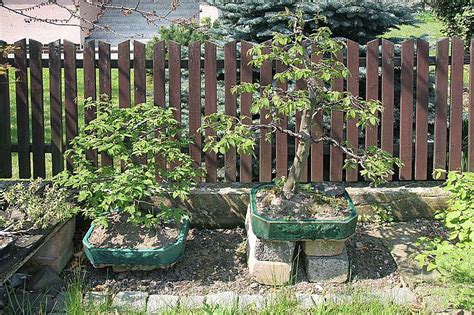 Cuidado Del Bons I De Haya Una Gu A Para Cultivar Un Rbol Hermoso Y