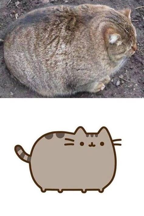 The Real Life Pusheen Cat Толстый кот Пушин Смешные котята