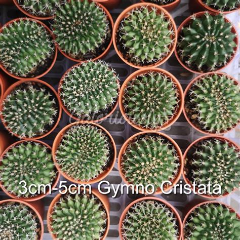 Gymnocalycium Anisitsii Cristata Crested Gymnocalycium Cristate Live