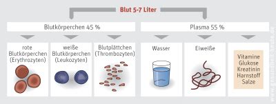 Das Blut Blutplasma und Blutkörperchen