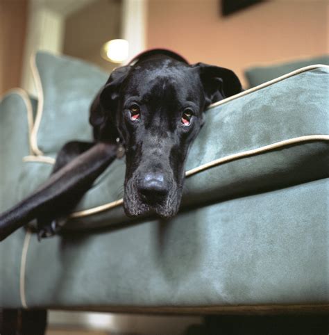 what happens if dog not moving without vet 8