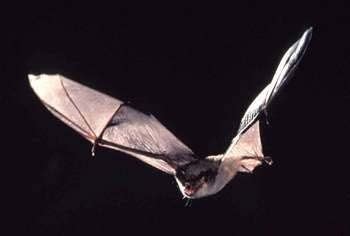 Gray bat - Alchetron, The Free Social Encyclopedia