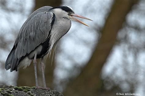 Reiger 0260110 Jan Willemsen Flickr