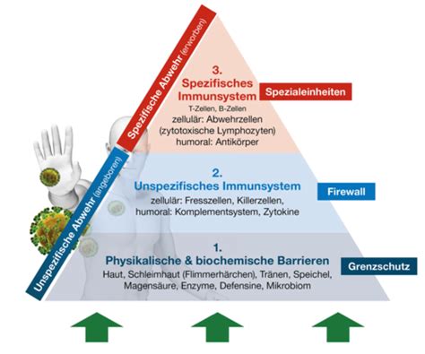 Fragenkatalog Immunologie Teil 1 Karteikarten Quizlet