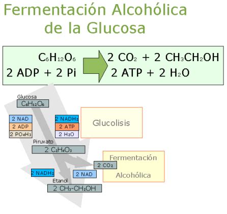 Fermentaciones