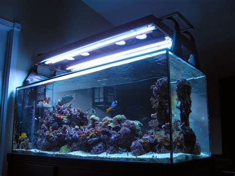 Everything You Need To Know About Using T5 Lights For Your Aquarium ...