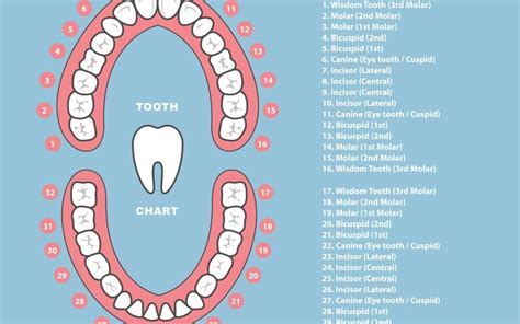 The Different Shapes and Functions of Your Teeth - Huntingdon Valley ...