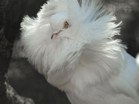 12 Most Bizarre Fancy Pigeon Breeds