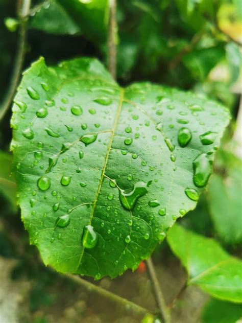 Hojas Verdes Con Gotas De Lluvia En La Selva Tropical Foto De Archivo