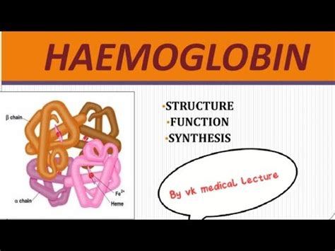 Introduction Of Hemoglobin Definition Of Hemoglobin Structure Of