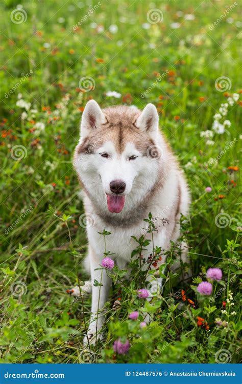 Retrato Del Husky Siberiano Beige Y Blanco Hermoso De La Raza Del Perro