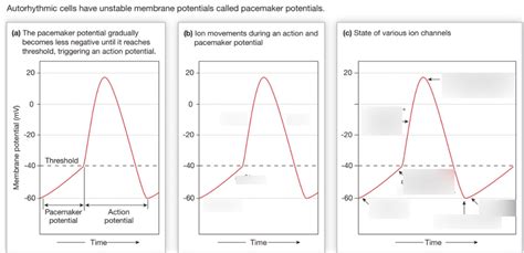 Autorhythmic Action Potential Diagram Quizlet