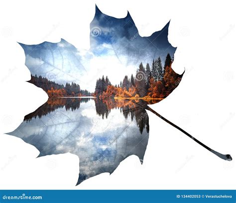 Double Exposure Leaf and Landscape Stock Image - Image of pond, park: 134402053