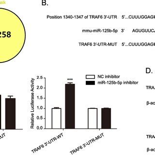 Traf Is A Direct Target Gene Of Mir B P A Venn Diagram Showing