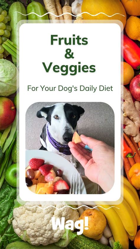 32 Fruits And Vegetables Good For Dogs Artofit