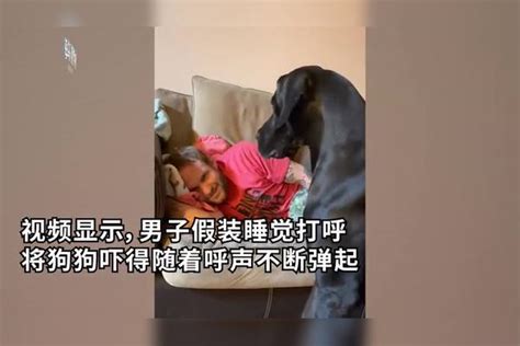 笑晕，主人假装睡觉打呼捉弄狗狗，狗子被鼾声吓到起飞