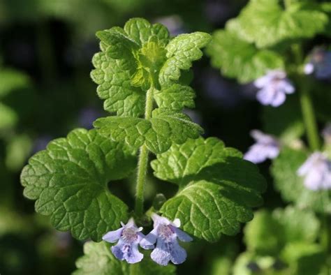 Liste Des Mauvaises Herbes Les Plus Courantes Avec Photos Pour Les