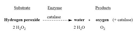 What Type Of Reaction Is Catalase And Hydrogen Peroxide?, 49% OFF