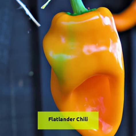 Spice Up Your Taste Buds With Delicious Flatlander Chili Recipe