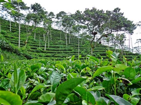 Kebun Teh Nglinggo Foto Lokasi Rute Harga Tiket Fasilitas