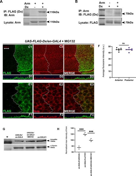 E Ubiquitin Ligase Deltex Facilitates The Expansion Of Wingless