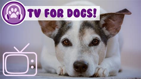 Dog TV: Videos and TV for Dogs and Puppies to Watch! NEW 2018! - YouTube