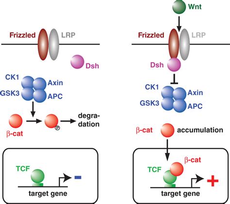 Wnt Catenin Signaling Pathway