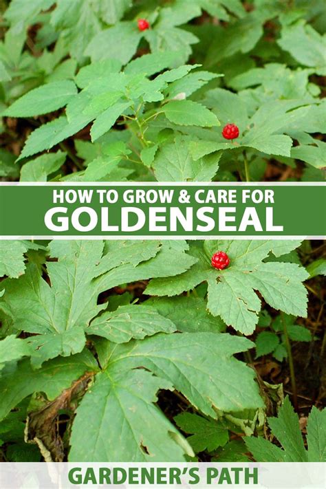 How To Plant And Grow Goldenseal Gardeners Path