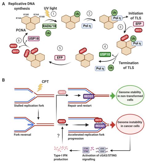 Biomolecules Free Full Text More Than Meets The Isg Emerging