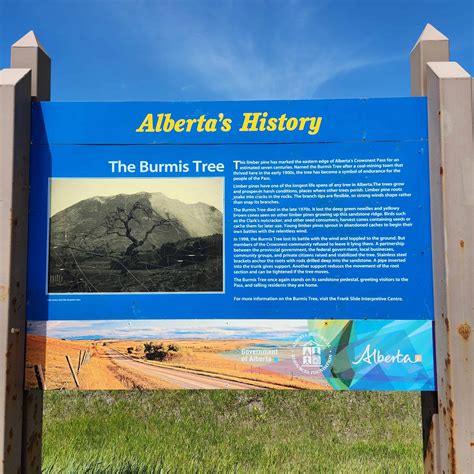 Alberta History The Burmis Tree In Southern Alberta Canada Albums