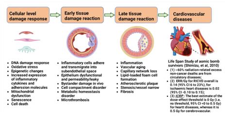 Ijms Free Full Text Tissue Reactions And Mechanism In