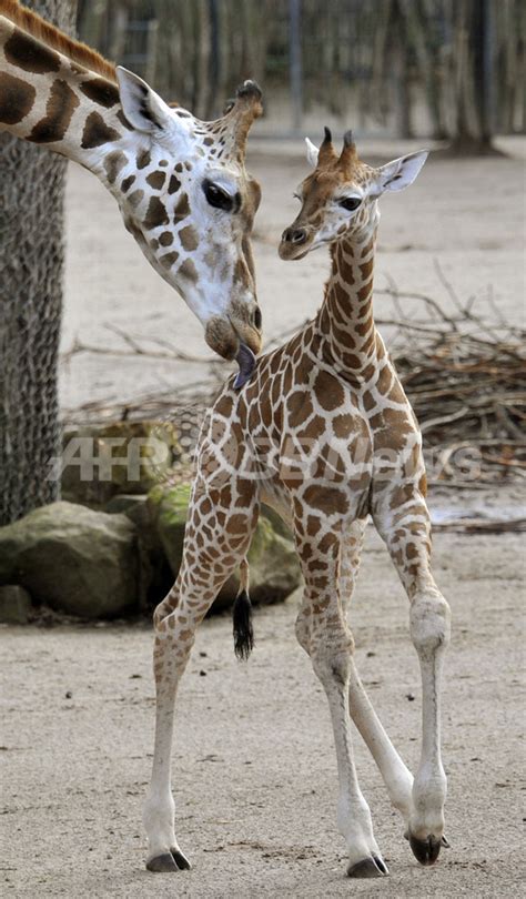 生後1か月のキリンの赤ちゃん、すくすく成長中 ドイツ 写真4枚 国際ニュース：afpbb News