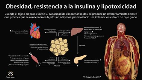 resistencia a la insulina Archivos Fissac Fisiología salud y