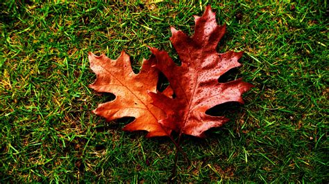 Free Images Water Nature Grass Lawn Flower Red Produce Autumn