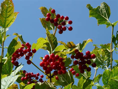 Kostenlose foto Ast blühen Frucht Beere Blatt Blume reif