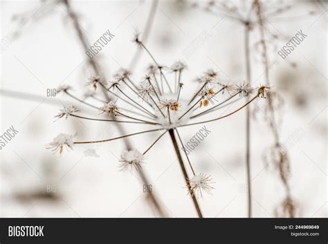 Dried Conium Plant Image & Photo (Free Trial) | Bigstock