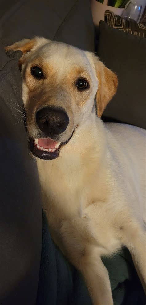 He's always smiling : r/PuppySmiles