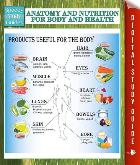 Anatomy And Nutrition For Body And Health Speedy Study Guides First