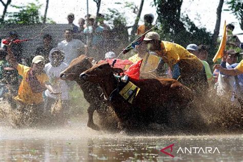 Melestarikan Karapan Sapi Brujul Probolinggo Antara News