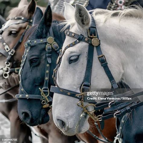 Sad Horse Photos And Premium High Res Pictures Getty Images