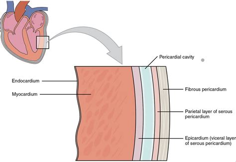 Epicardium - WikiLectures